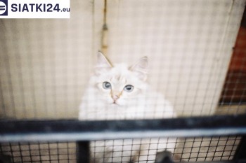 Siatki Mosina - Zabezpieczenie balkonu siatką - Kocia siatka - bezpieczny kot dla terenów Mosiny