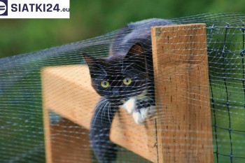Siatki Mosina - Dobra siatka balkonowa - na ptaki i dla kota dla terenów Mosiny
