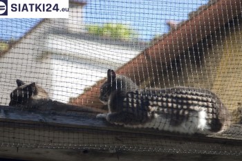 Siatki Mosina - Siatka na balkony dla kota i zabezpieczenie dzieci dla terenów Mosiny