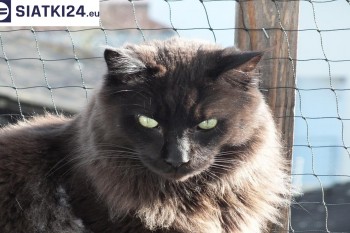 Siatki Mosina - Zabezpieczenie balkonu siatką - Kocia siatka - bezpieczny kot dla terenów Mosiny